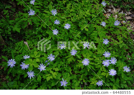 4月79日,城山縣城山菊菊市,城山片栗之裡 4月79日,城山縣城山菊菊市,城山片栗之裡 64480555