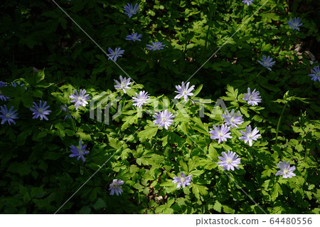 四月城山町城鹿崎縣城菊崎77 64480556