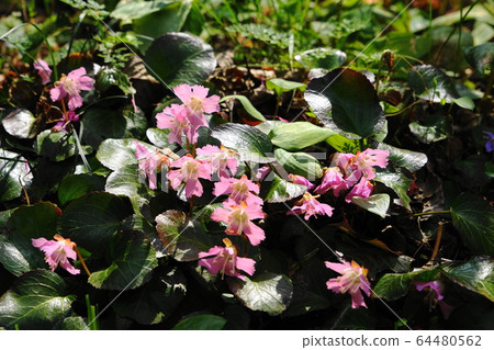 4月72日，城山縣大井五知市城山町 64480562