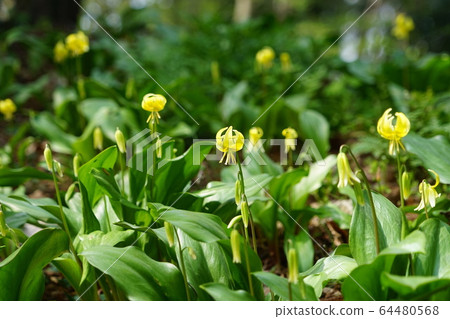 四月城山町65城牛佐藤市片櫻的黃色花牛 64480568