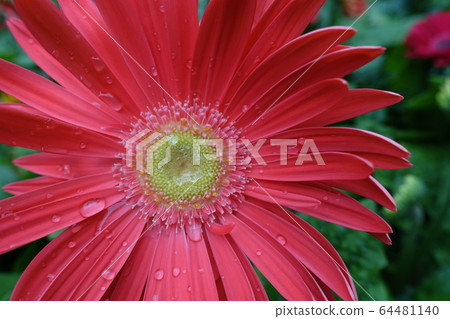 Gerbera Gerbera 64481140