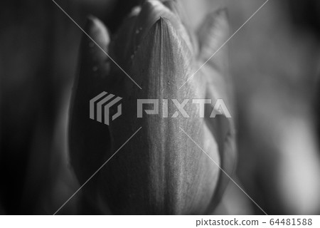 Tulip monochrome macro photo Tulip monochrome macro photo 64481588