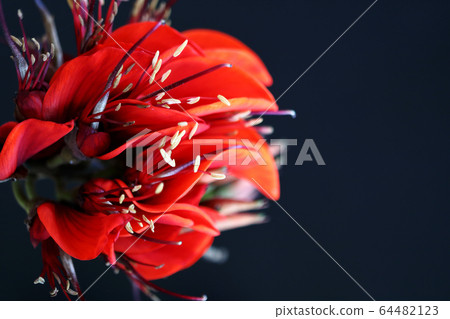 沖繩花Deigo花背布 64482123