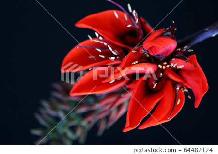 沖繩花Deigo花背布 64482124