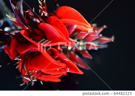 沖繩花Deigo花背布 64482125