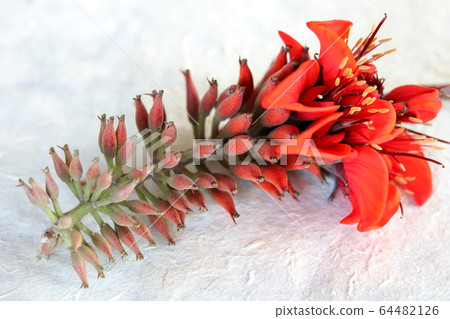 沖繩花德吾花回日本紙 64482126