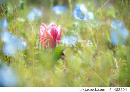 Nemophila and tulip 64482204