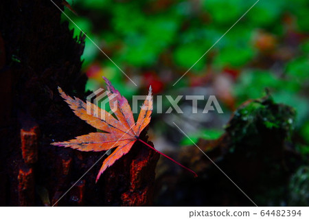 Autumn leaves image Yamanaka Onsen (Ishikawa Prefecture) 64482394