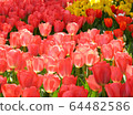 Tulip 64482586