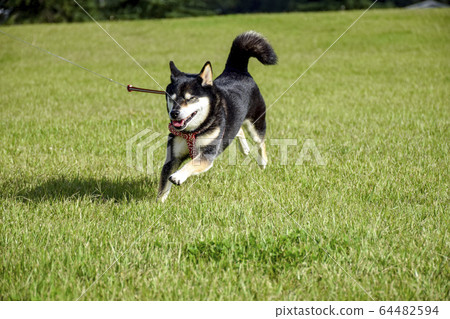 草坪和黑芝 64482594