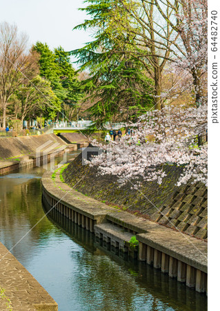 Spring in Japan Suginami Ward Zenpukuji River and cherry blossom landscape Spring in Japan Suginami Ward Zenpukuji River and cherry blossom landscape 64482740