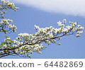 Dogwood 64482869