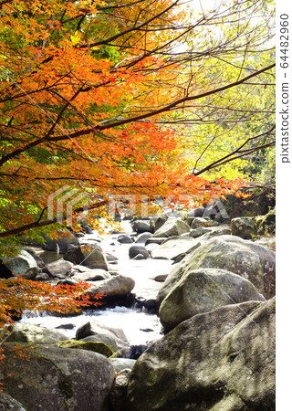 Autumn leaves in the valley Autumn leaves in the valley 64482960