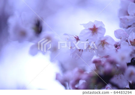 Cherry tree in full bloom Cherry tree in full bloom 64483294