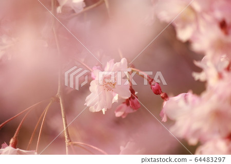 Drooping cherry tree 64483297