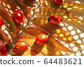 Closeup festive bright sunny background with red ripe dog-rose fruits and leaves 64483621