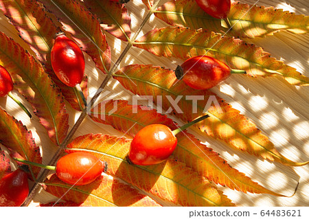 Closeup festive bright sunny background with red ripe dog-rose fruits and leaves Closeup festive bright sunny background with red ripe dog-rose fruits and leaves 64483621