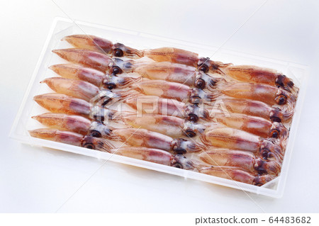 螢火蟲魷魚 螢火蟲魷魚 64483682