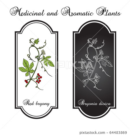 Red or white bryony Bryonia dioica 64483869