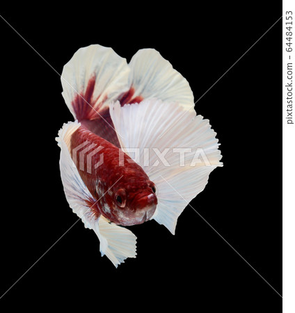 Betta big ear isolated on white background. Betta big ear isolated on white background. 64484153