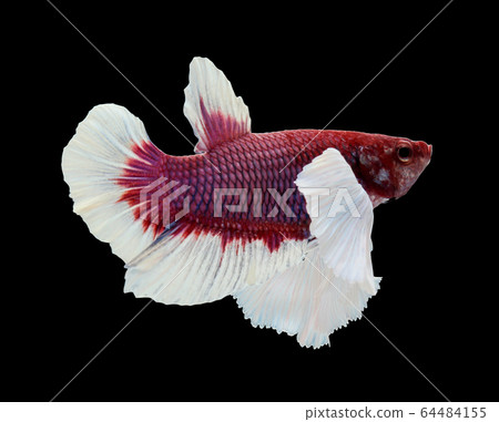 Betta big ear isolated on white background. Betta big ear isolated on white background. 64484155