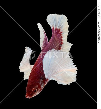 Betta big ear isolated on white background. 64484158