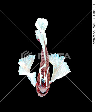 Betta big ear isolated on white background. 64484161