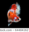 siamese fighting fish, betta isolated on black 64484162