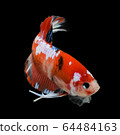 siamese fighting fish, betta isolated on black 64484163