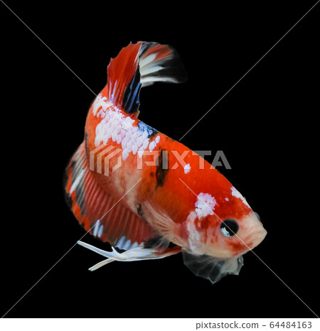 siamese fighting fish, betta isolated on black siamese fighting fish, betta isolated on black 64484163