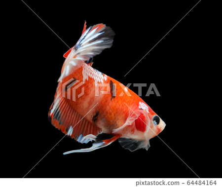 siamese fighting fish, betta isolated on black 64484164