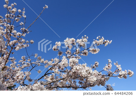 Cherry blossoms in full bloom, Yoshino cherry tree Cherry blossoms in full bloom, Yoshino cherry tree 64484206