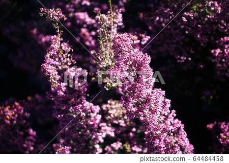 Janome Erica flowers 64484458