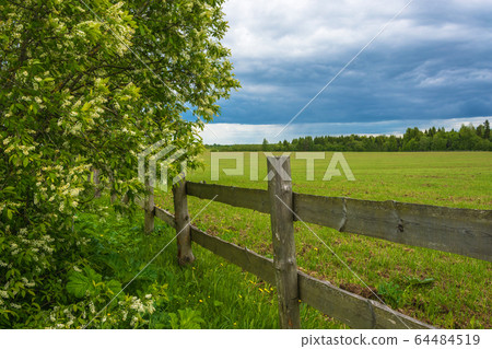 Summer landscape with a blossoming bird cherry Summer landscape with a blossoming bird cherry 64484519
