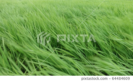 Undulating rice 64484609