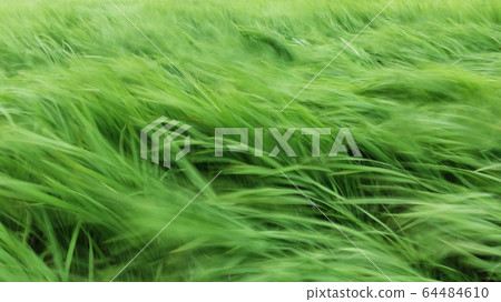 大米起伏 64484610