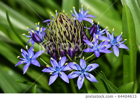 Scilla peruviana Scilla peruviana 64484613