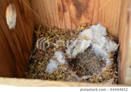 逃離大山雀後進入巢箱 64484652