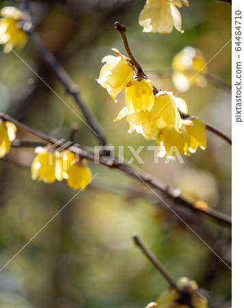 早春綻放的甜蕾 64484710