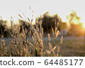 Reeds of glass in sunset background 64485177