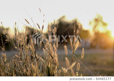 Reeds of glass in sunset background Reeds of glass in sunset background 64485177