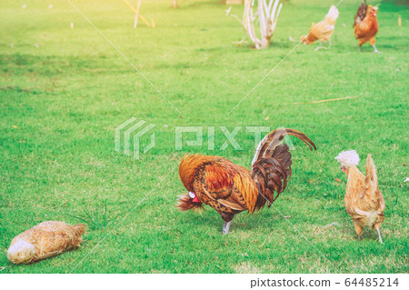 Many chickens rest happily on the chicken farm in the afternoon. Outdoors close up selective focus image. 64485214