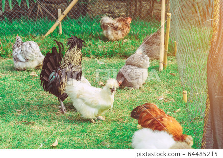 Many chickens rest happily on the chicken farm in the afternoon. Outdoors close up selective focus image. Many chickens rest happily on the chicken farm in the afternoon. Outdoors close up selective focus image. 64485215