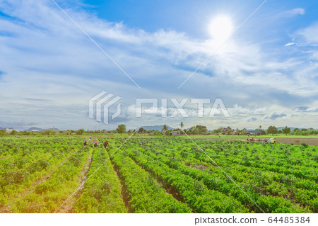 Group of farmers help harvest vegetables grown on the farm.by using a large umbrella to help shade the sun on a sunny day 64485384
