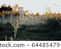 Glass reeds in the sunset background, sunlight, soft sun 64485479