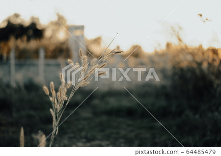 Glass reeds in the sunset background, sunlight, soft sun Glass reeds in the sunset background, sunlight, soft sun 64485479