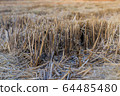 Dry rice stumps in the rice fields. After the rice accumulation is complete, there will be dry rice stumps. 64485480