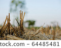 Dry rice stumps in the rice fields. After the rice accumulation is complete, there will be dry rice stumps. 64485481