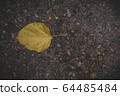 The leaves of the Bodhi tree lay on the walkway. 64485484