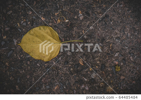 The leaves of the Bodhi tree lay on the walkway. The leaves of the Bodhi tree lay on the walkway. 64485484